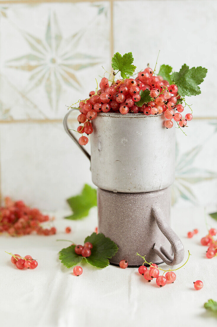 Freshly picked pink redcurrants in metal cups