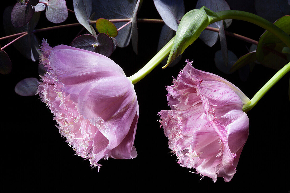 Fringed tulips (Tulipa) 'Fancy Frills' against a dark background