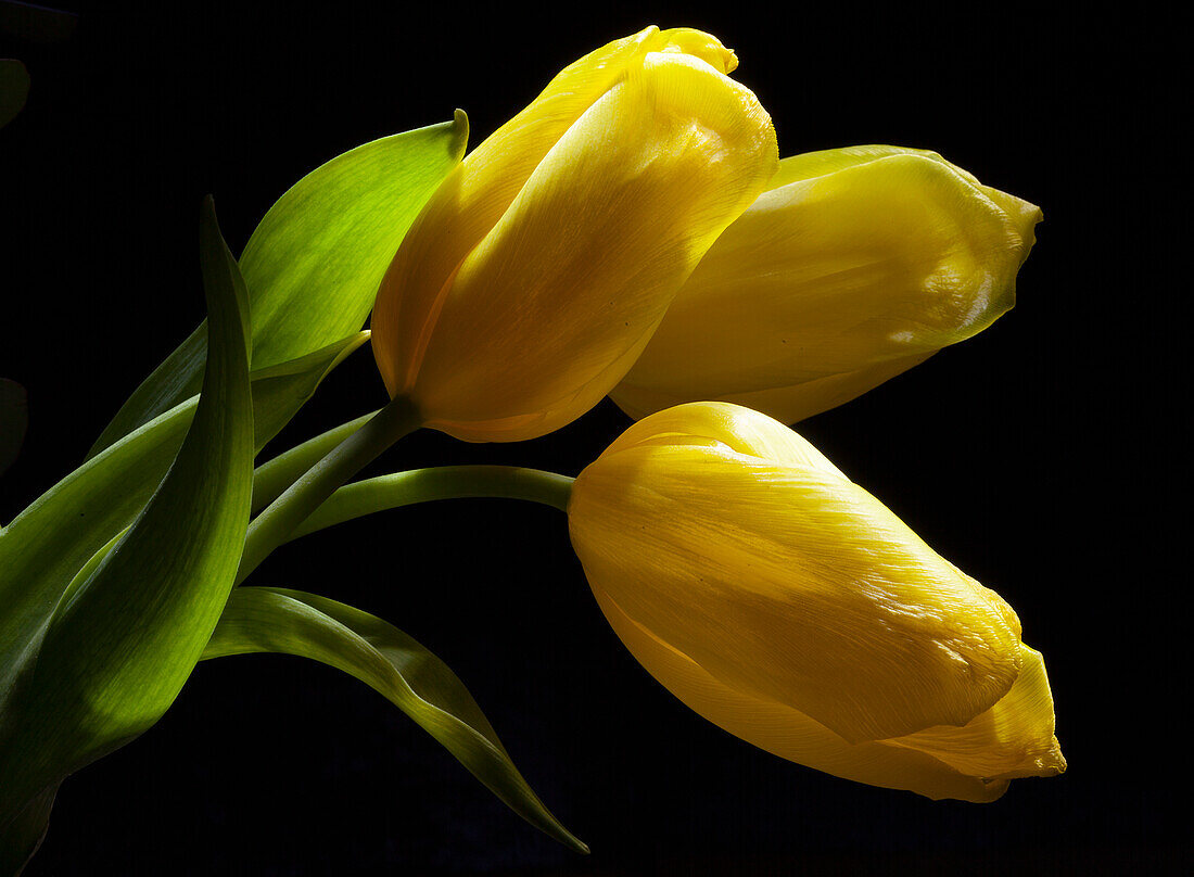 Yellow tulips (Tulipa) against a dark background