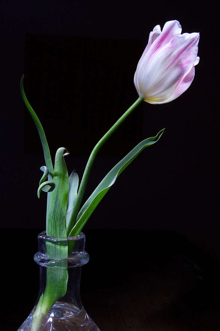 White tulip (Tulipa) with purple stripes in a glass vase against a dark background