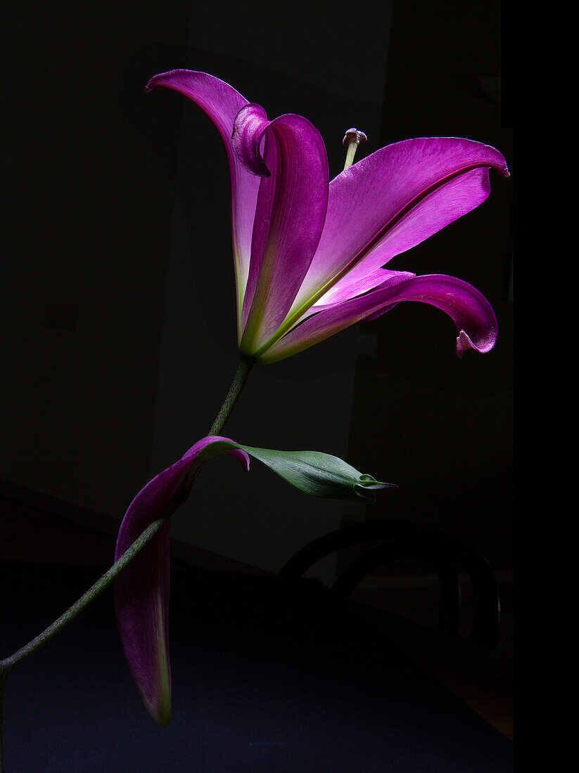 Lilie (Lilium) in dramatischer Beleuchtung auf dunklem Hintergrund