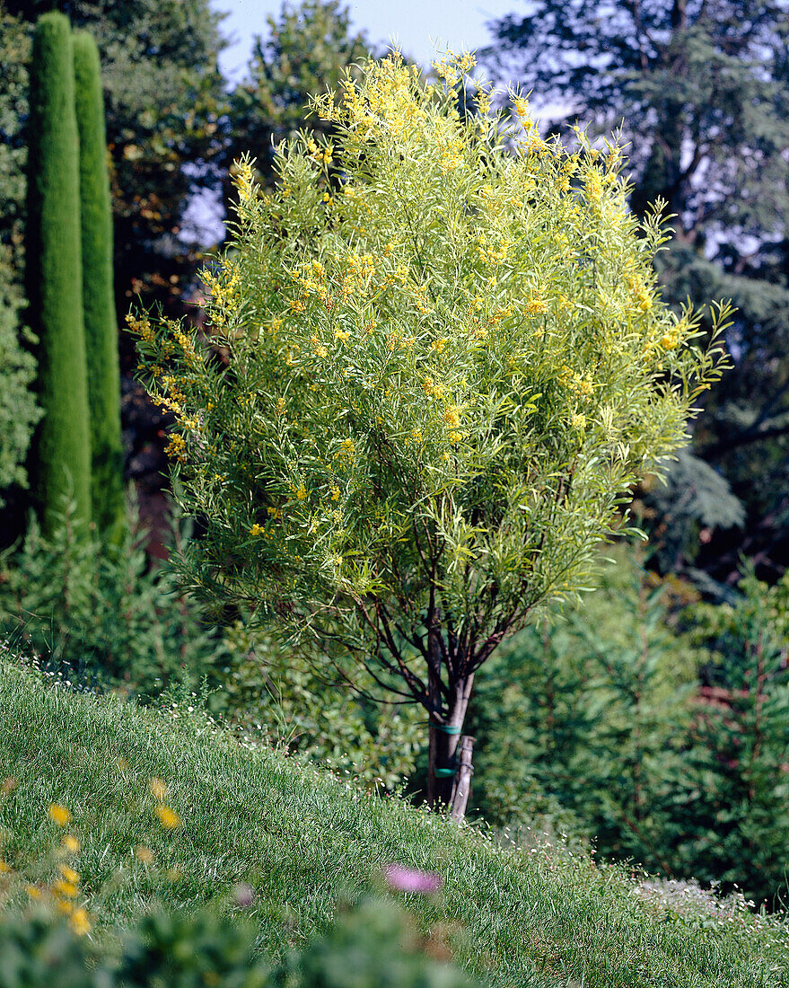 Blühender Akazienbaum am Hang (Acacia cyanophylla)