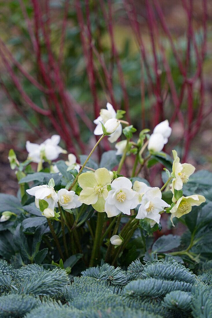 Christmas rose (Helleborus niger), behind it purple dogwood (Cornus Miracle) with red bark and fir branches