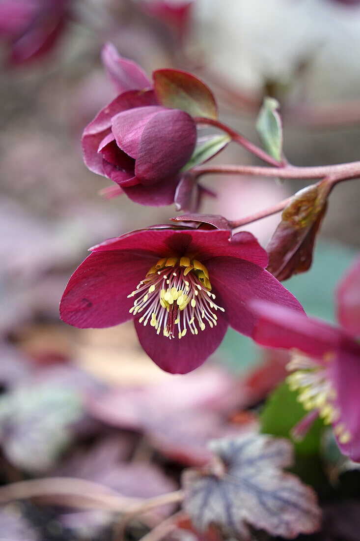 Christmas rose (Helleborus x glandorfensis) Snow rose Ice N' Roses Early Red , close-up