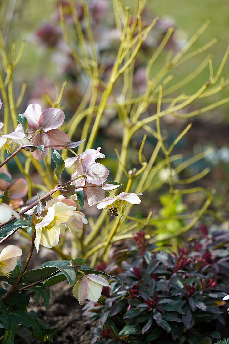 Helleborus ericsmithii (behind Yellow Dogwood/Cornus sericae Flaviramea )