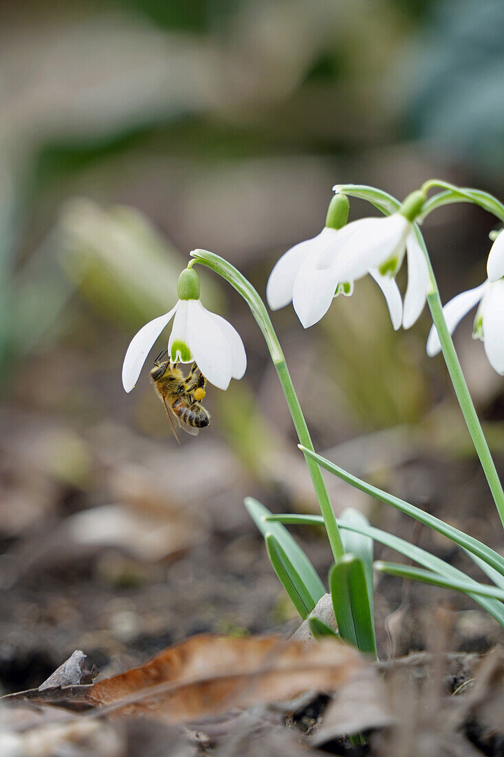 Schneeglöckchen (Galanthus) mit Biene an der Blüte, close-up