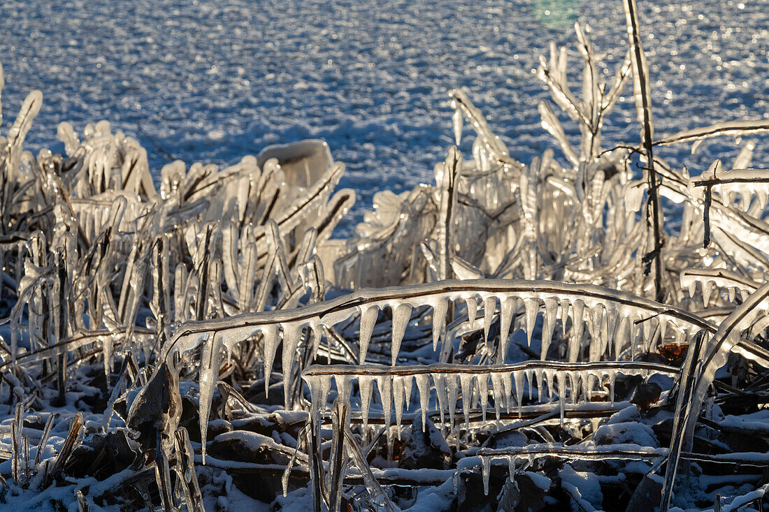 Ice-coated vegetation