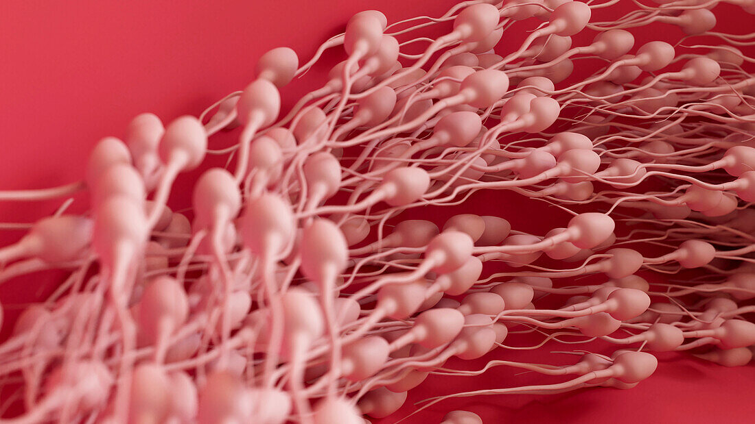 Sperm cells, illustration