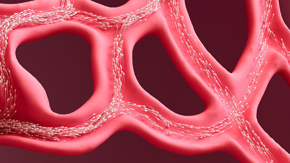 Sperm cells in seminiferous tubules, illustration