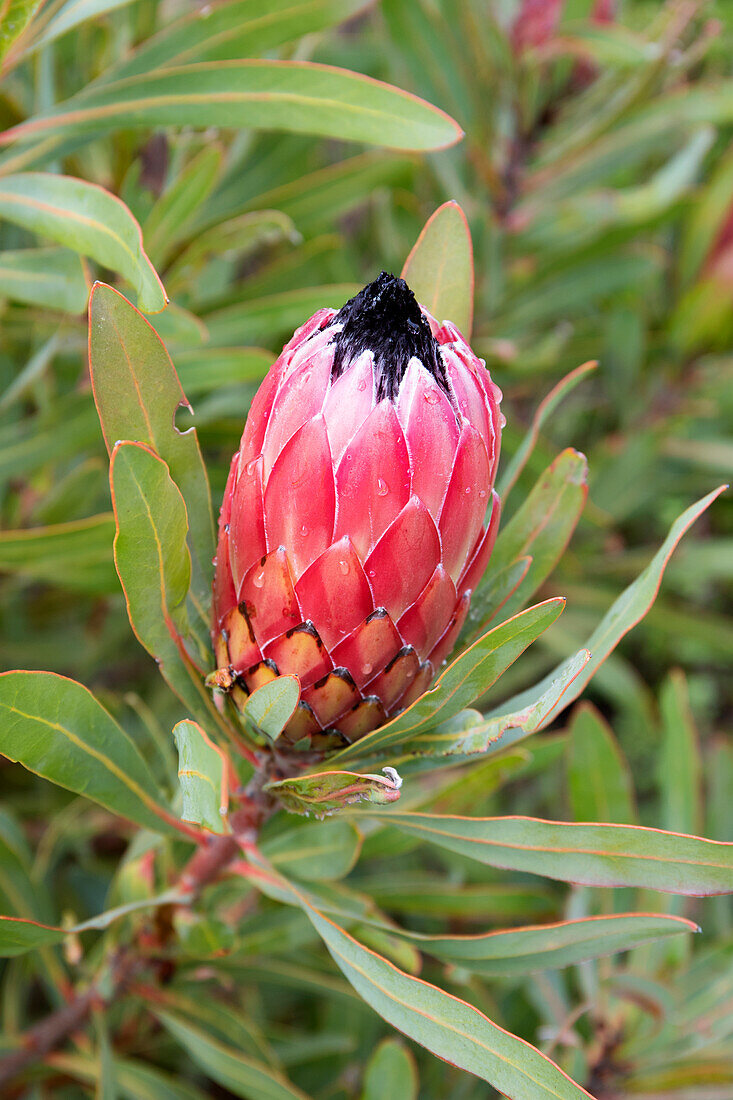 Closed protea pinita (Magnifica x Lonfifolia) flower