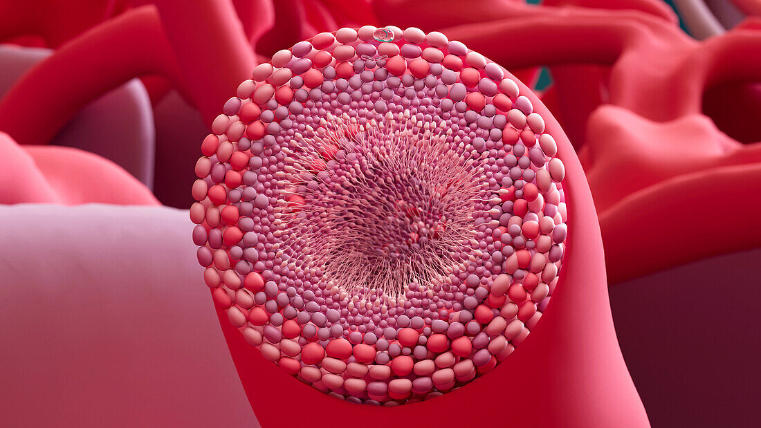 Sperm within seminiferous tubule, illustration