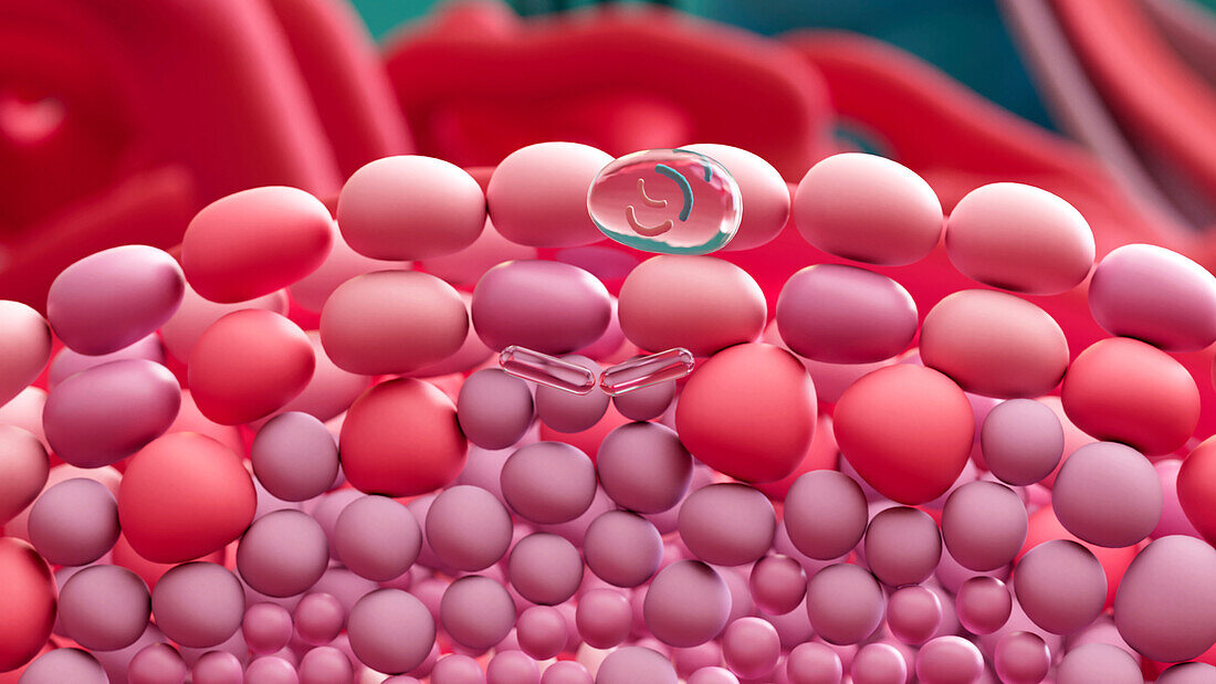 Sperm cell formation, illustration