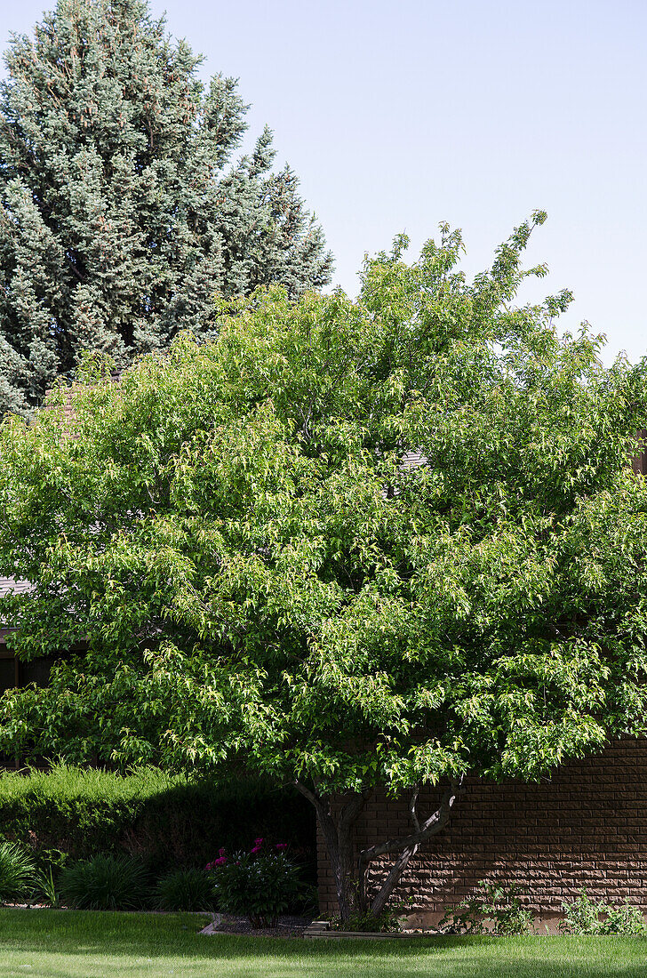 Acer tataricum subsp. ginnala