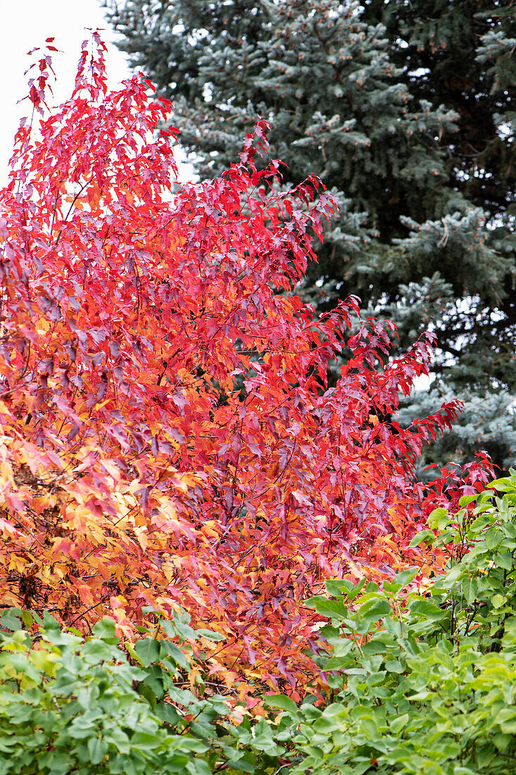 Acer tataricum subsp. ginnala