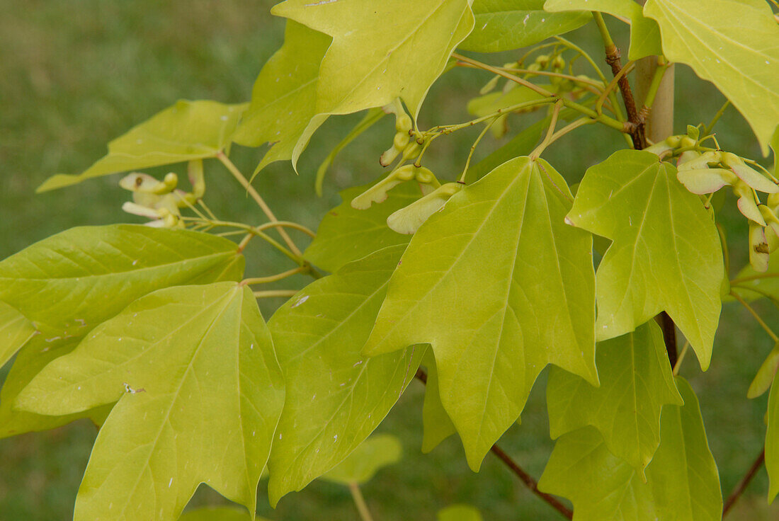 Acer buergerianum Himcote