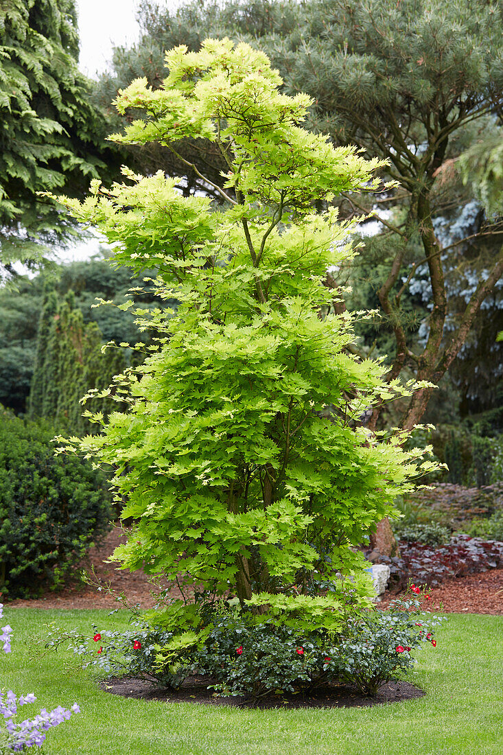 Acer shirasawanum Aureum