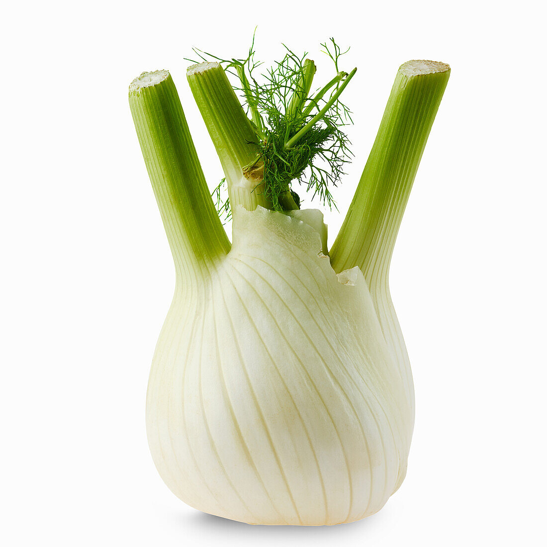 Fenchel vor weißem Hintergrund