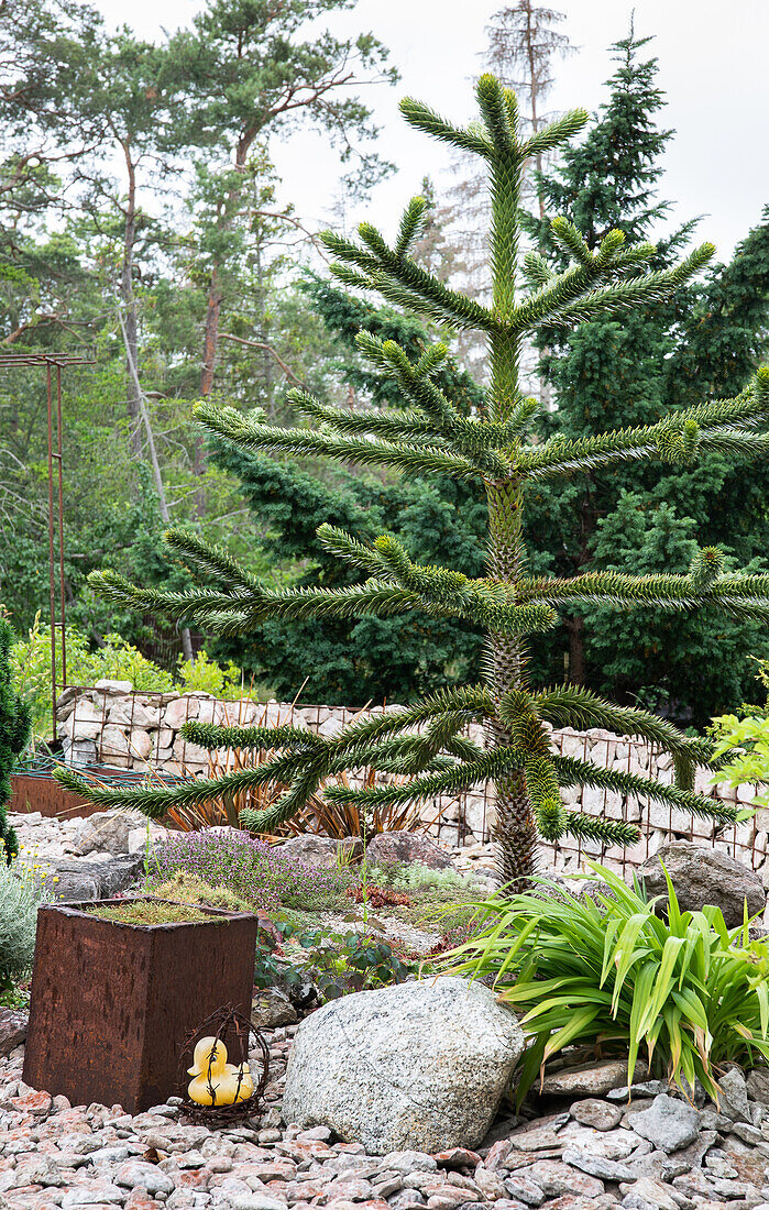 Junger Araukarienbaum (Araucaria araucana) im Steingarten