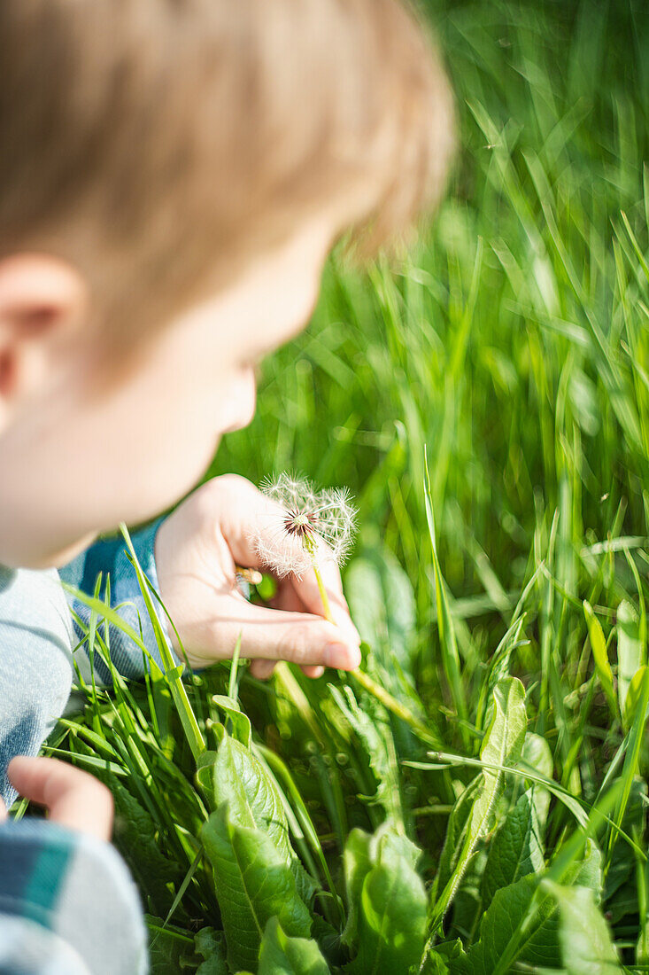 Kind beim Pusten einer Pusteblume auf einer Wiese im Frühling, Löwenzahn (Taraxacum)