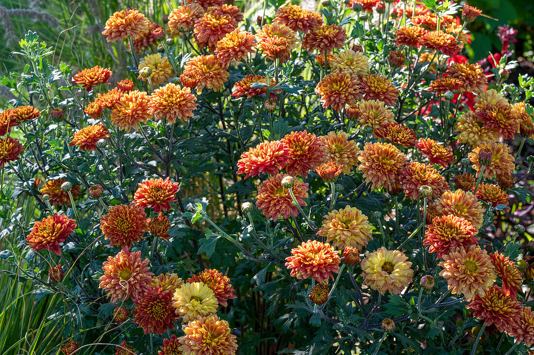 Herbstchrysantheme (Chrysanthemum) blühend im Beet