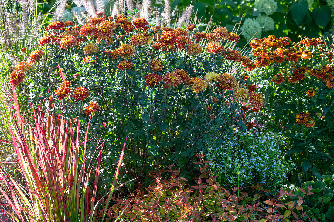 Herbstchrysantheme (Chrysanthemum), Sonnenbraut (Helenium), japanisches Blutgras 'Red Baron', Sternmoos, Hornnarbe