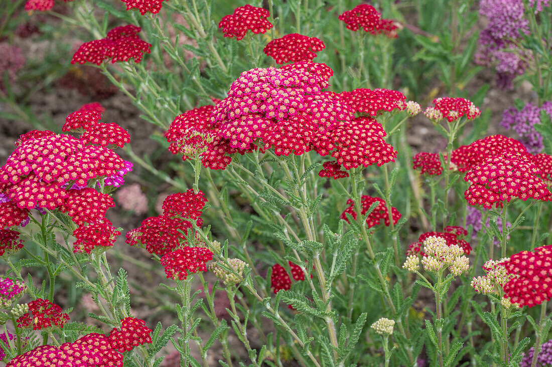 Rote Schafgarbe 'Red Velvet' (Achillea) im Blumenbeet