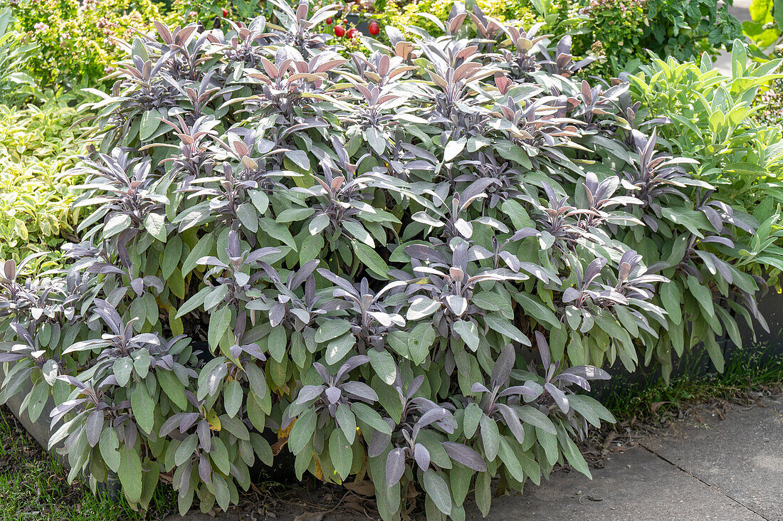 Salbei 'Purpurascens' Purpur-Gewürz-Salbei (Salvia Officinalis), Staude im Gartenbeet