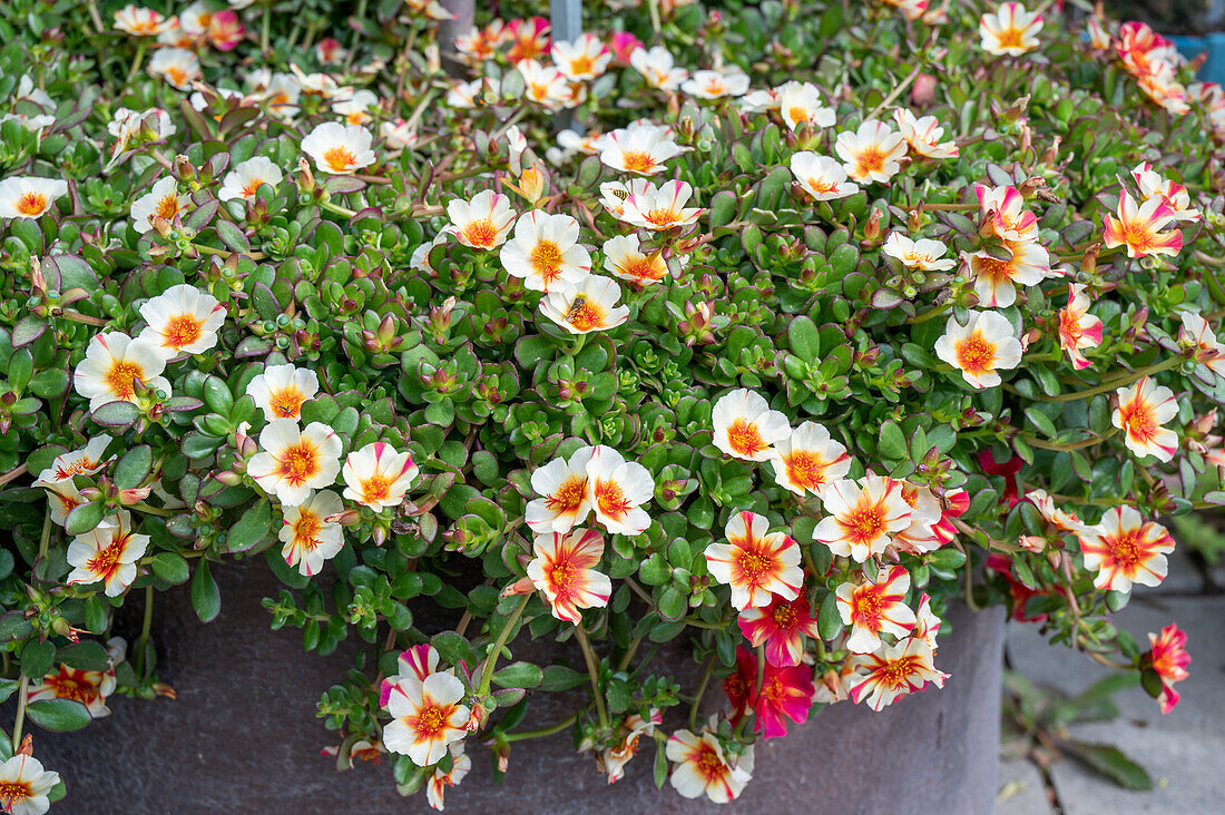 Portulakröschen 'Red Cross' (Portulaca grandiflora) in Blumenschale