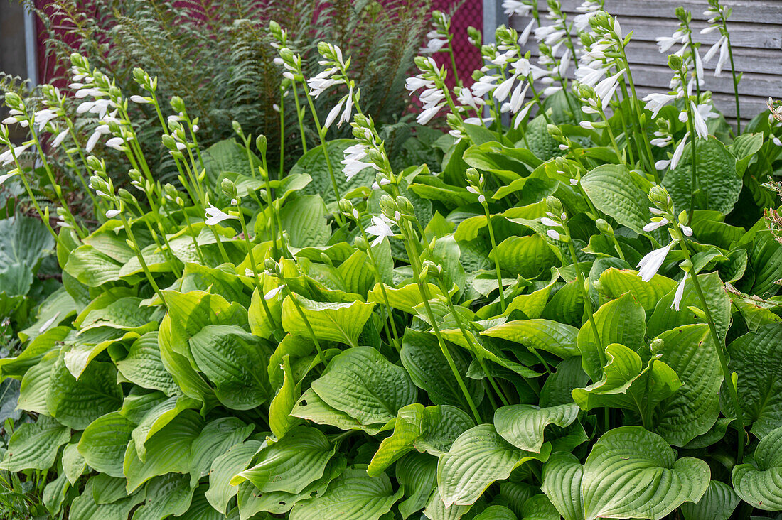 Lilienfunkie (Hosta) im Gartenbeet