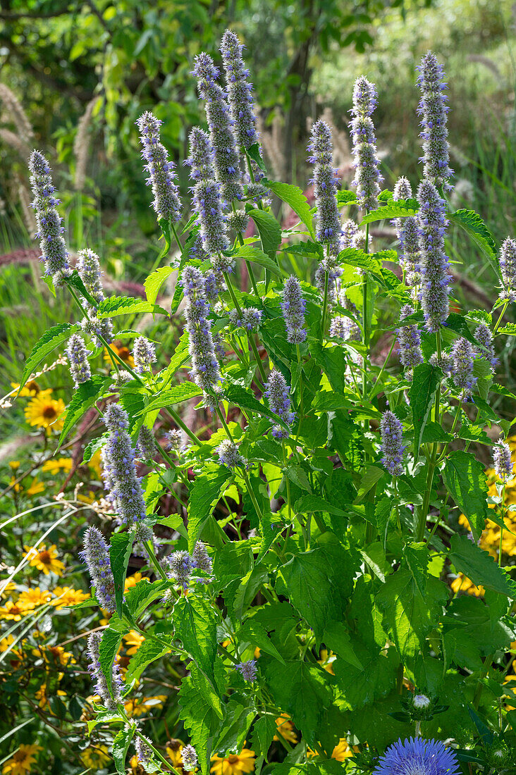 Anisysop scented nettle