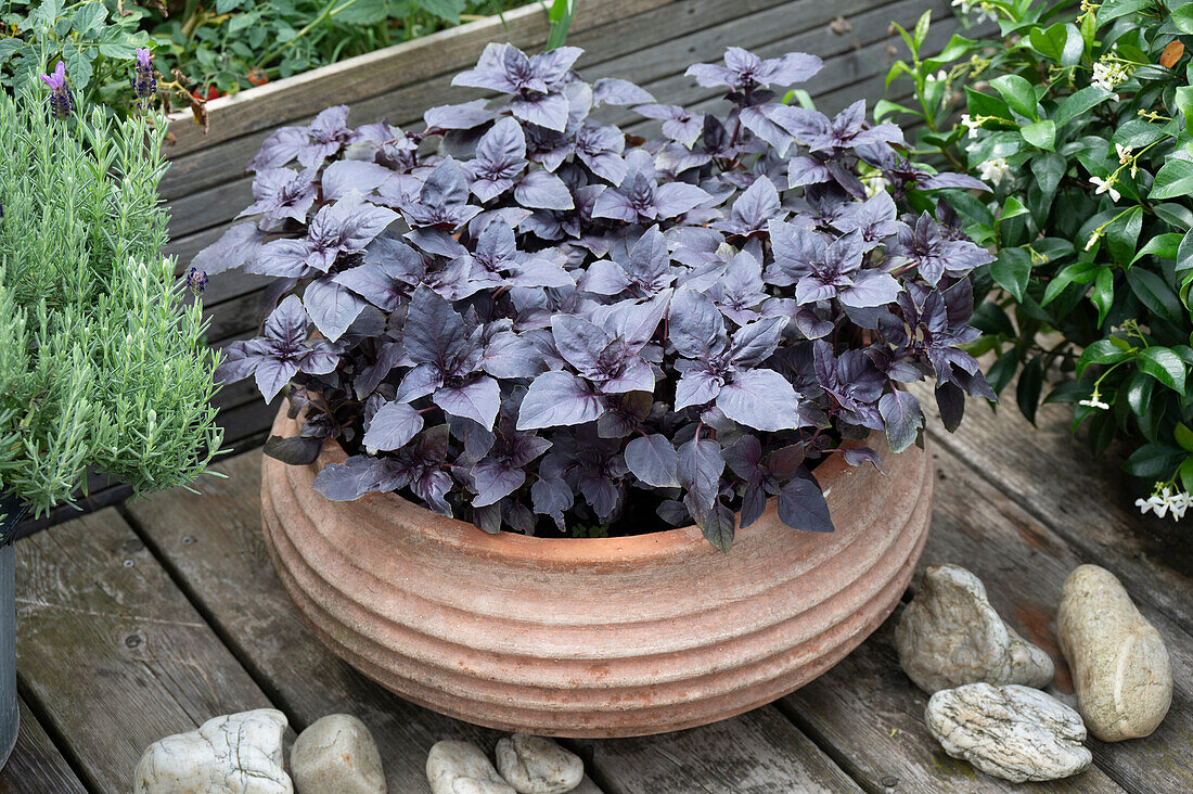 Red basil in a pot