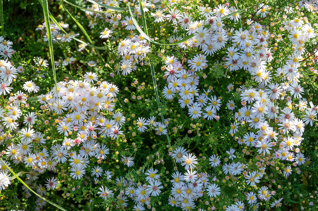 Myrten Aster 'Pink Cloud' (Aster ericoides), weiß blühend im Gartenbeet