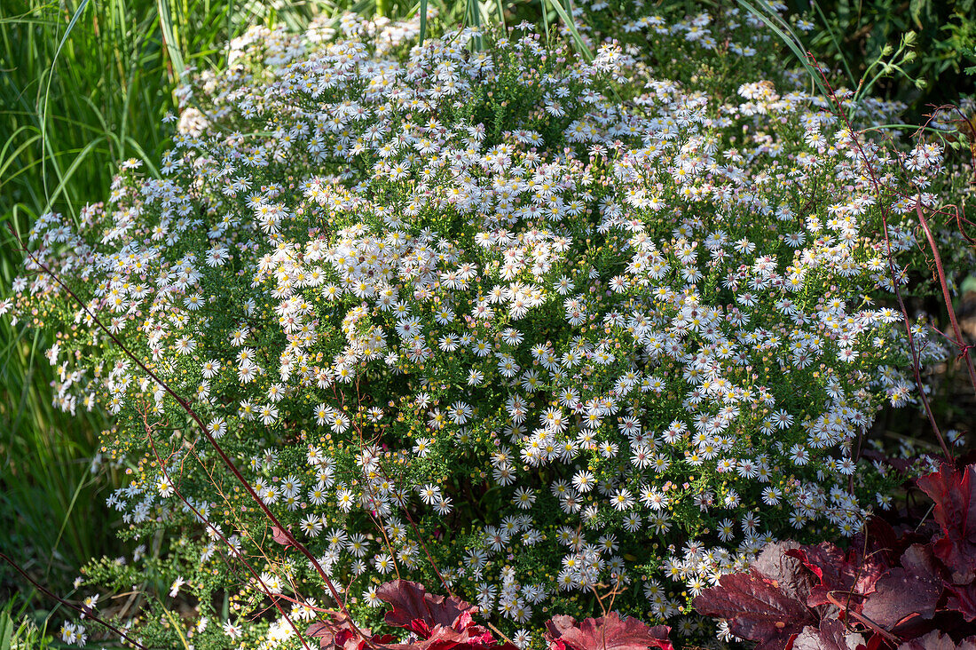 Myrten Aster 'Pink Cloud' (Aster ericoides), weiß blühend im Garten