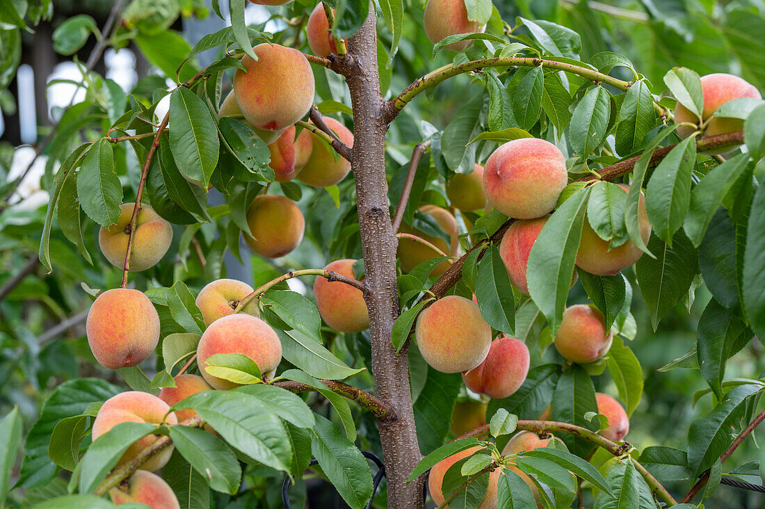 Reife Pfirsiche am Baum