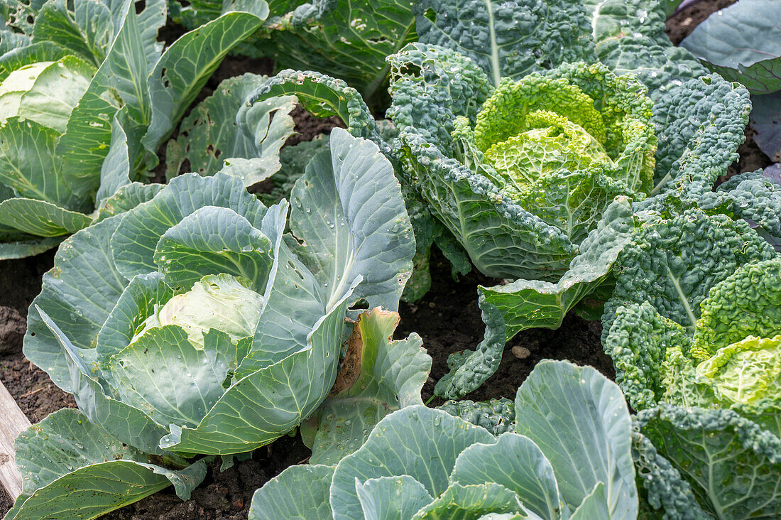 White cabbage 'Stonhead', savoy cabbage 'Formosa' in the bed