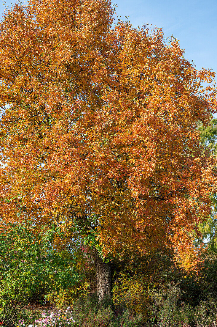 Wild service tree (Sorbus torminalis), tree in autumn colour