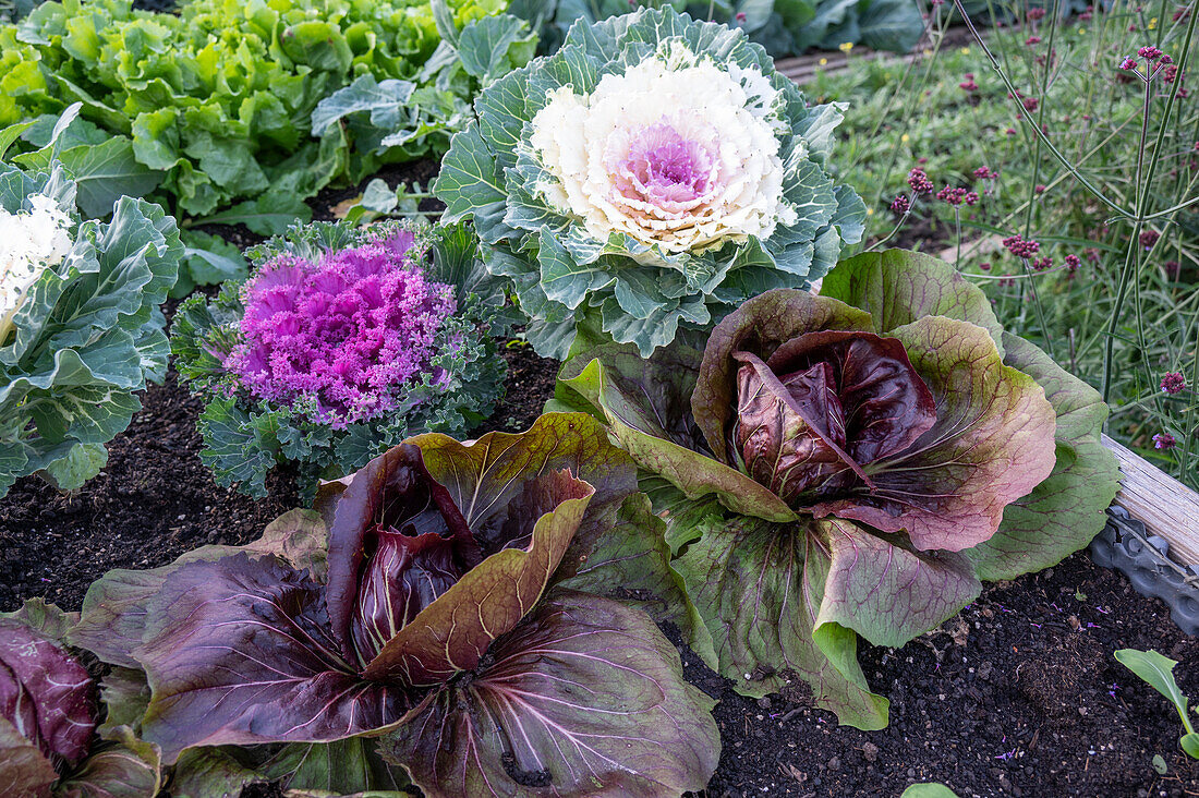 Zierkohl (Brassica oleracea) mit lila Blättern und Romanasalat