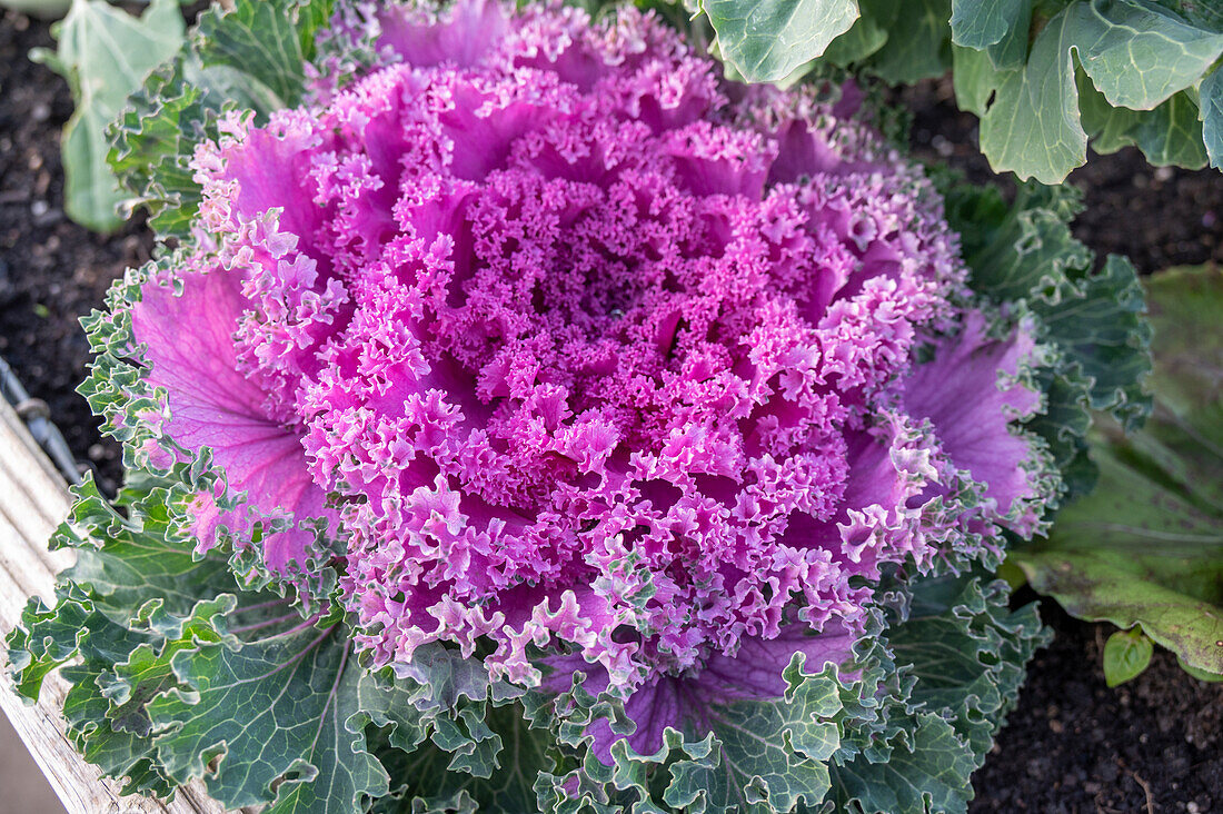 Ornamental cabbage (Brassica oleracea) with purple rosette of leaves in a pot