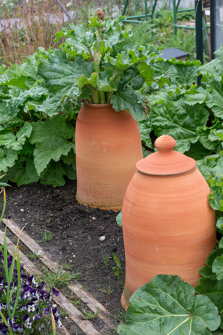 Rhabarber bleichen und Ernte vorziehen durch spezielle Rhabarbertöpfe, Gemüsebeet im Garten