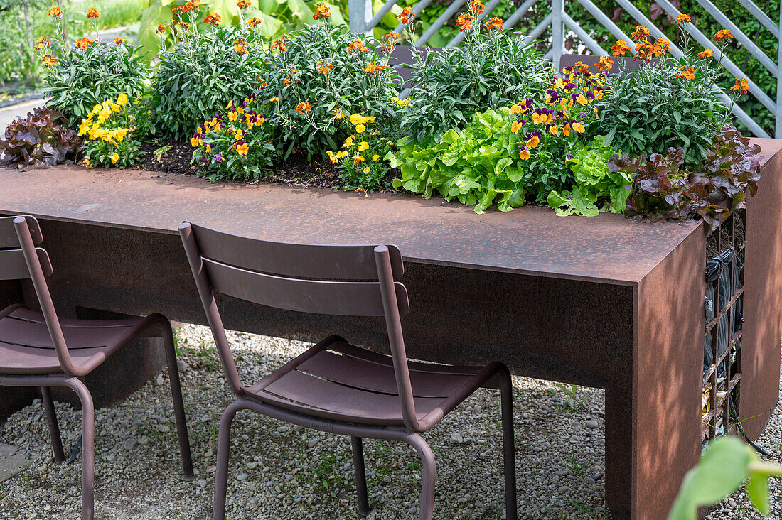 Gartentisch mit Pflanzrinne mit Hornveilchen (Viola Cornuta), Goldlack (Erysimum cheiri) und Kopfsalat