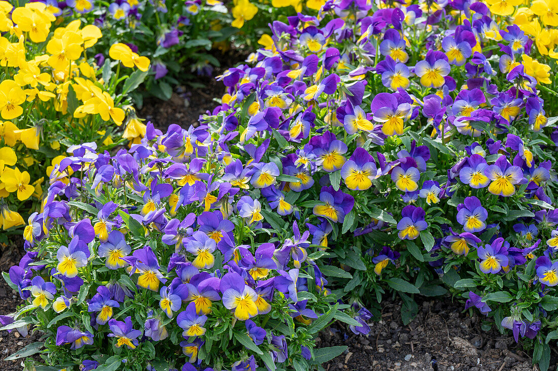 Horned violet (Viola cornuta) in a bed