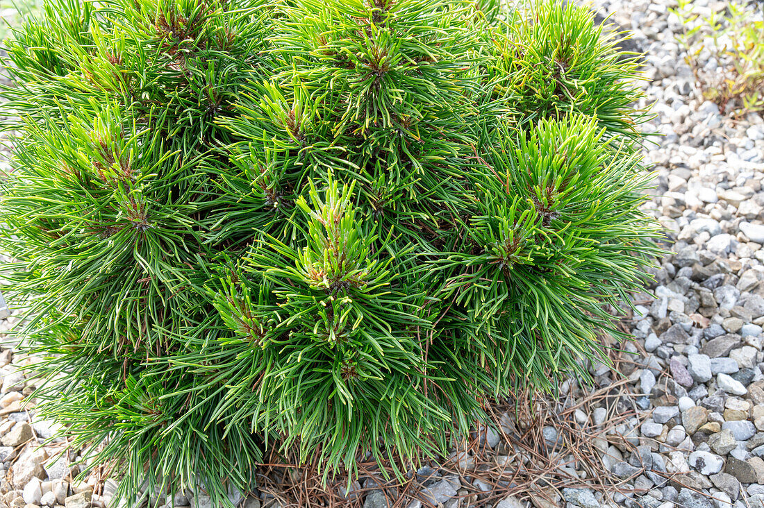 Bergkiefer (Pinus mugo) im Topf