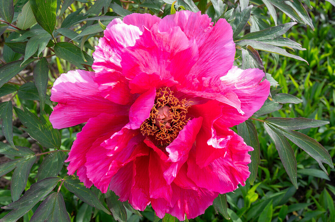 Strauchpfingstrose (Paeonia) 'Higurashi' im Garten, Portrait