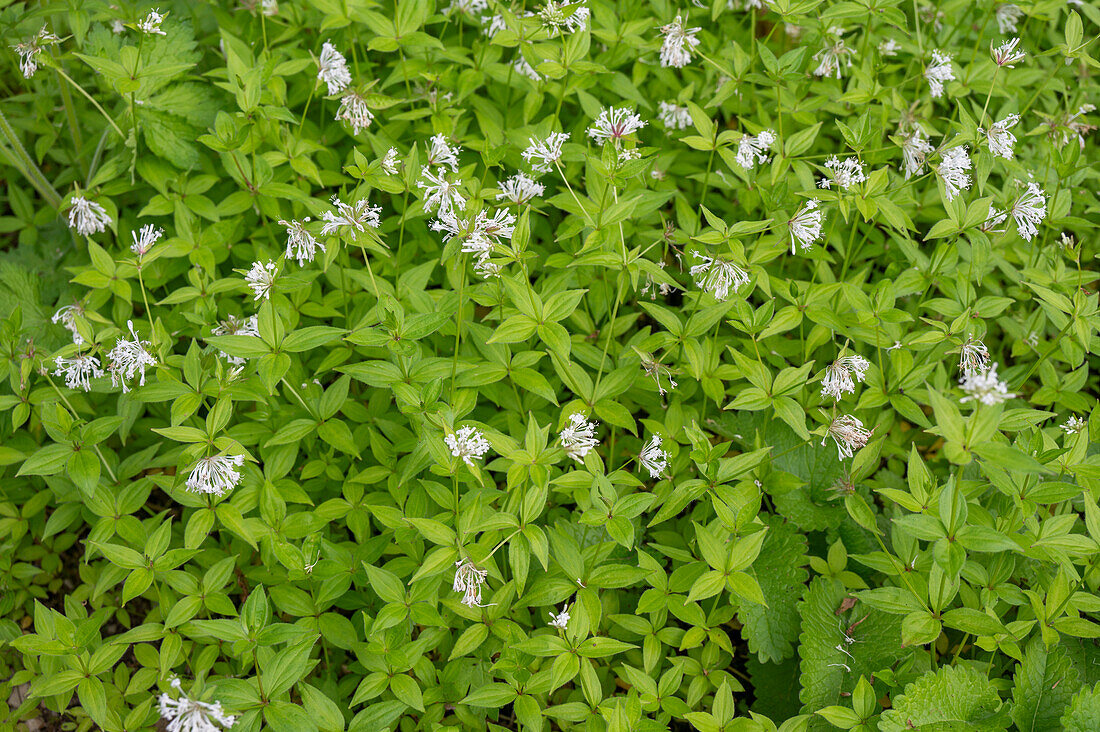 Turiner Meier, Turiner Meister (Asperula taurina), Turiner Waldmeister blühend im Beet