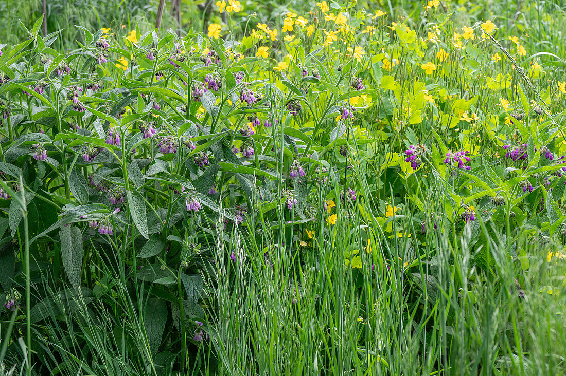 Beinwell (Symphytum) und Hahnenfuß (Ranunculus) in der Wiese