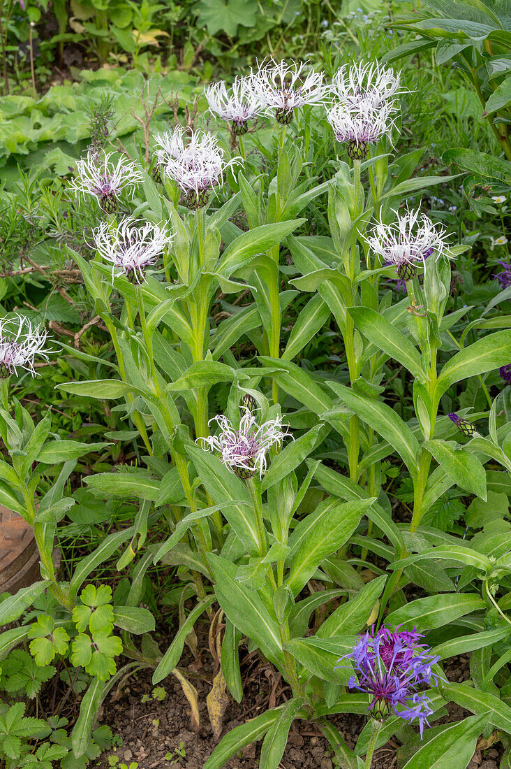 Knapweed 'Amethyst in Snow' (Centaurea Montana) in the garden bed