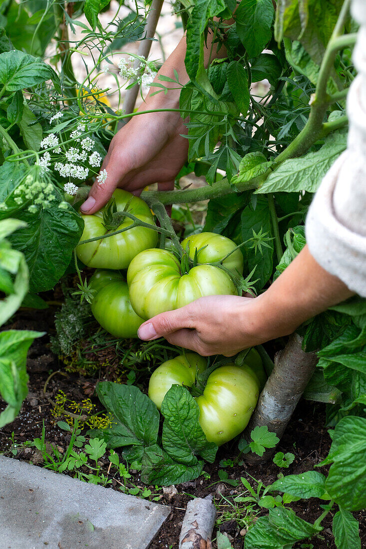 Person umfasst grüne Tomaten mit den Händen im Garten