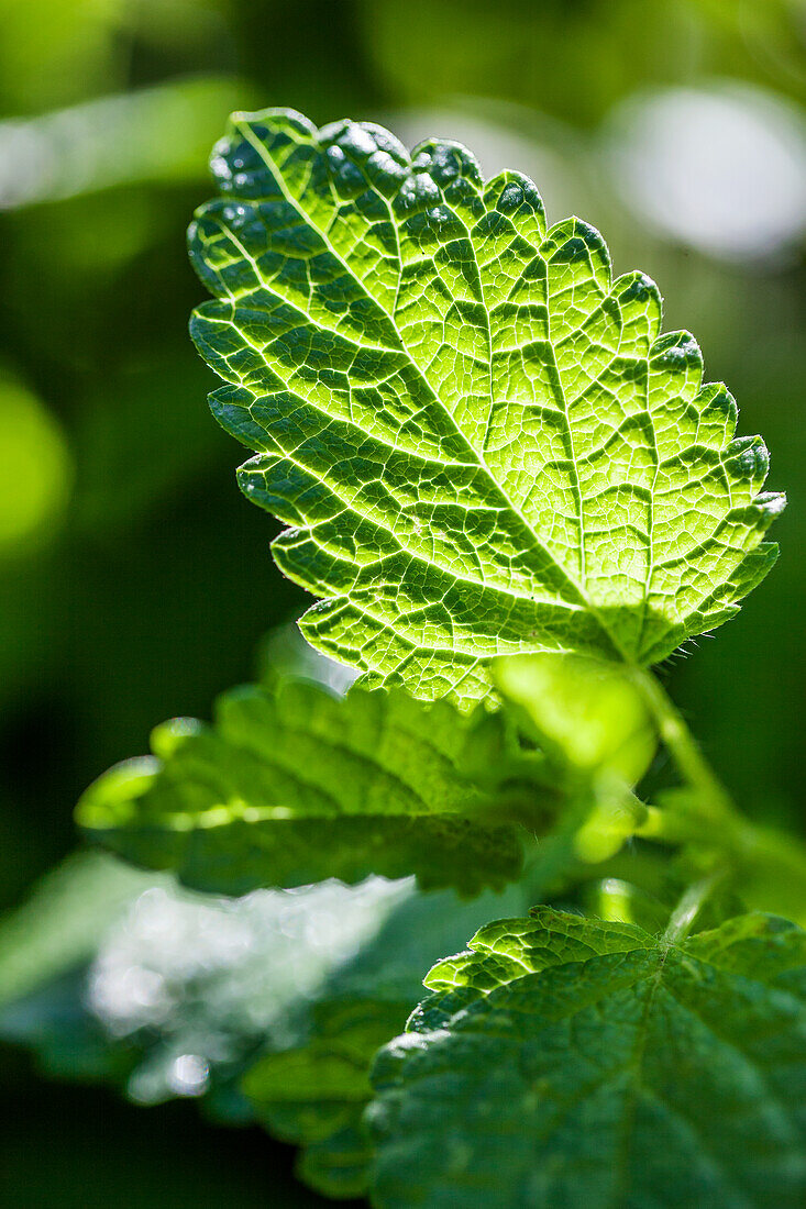 Close-up of a lemon balm (Melissa officinalis) leaf in the sunlight