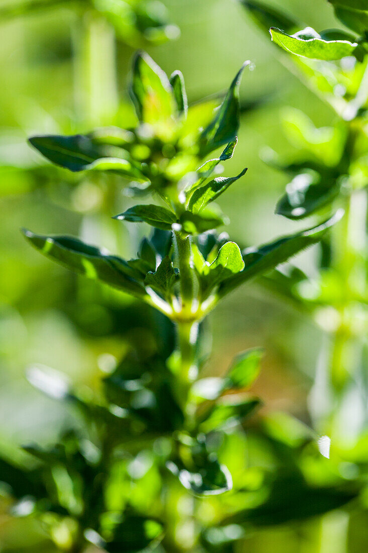 Oregano-Pflanze (Origanum vulgare) im Kräutergarten