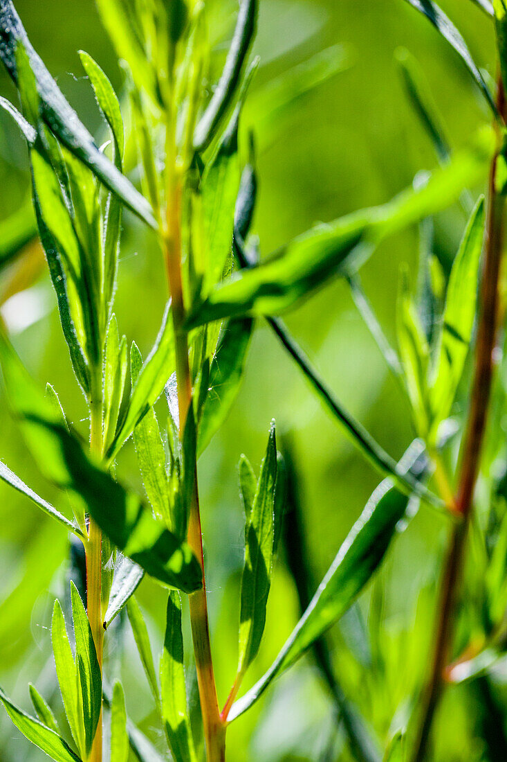 Estragon (Artemisia dracunculus) im Sonnenlicht - Nahaufnahme